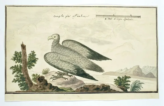 Framed Print : Gyps coprotheres (Cape vulture), 1777-1786. Creator: Robert Jacob Gordon Framed Print : Gyps coprotheres (Cape vulture), 1777-1786. Creator: Robert Jacob Gordon