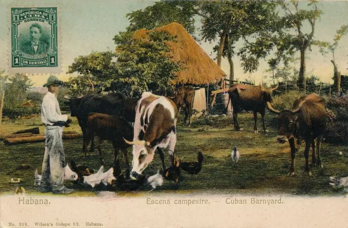 Framed Print : Habana. Escena campestre - Cuban Barnyard, c1910 Framed Print : Habana. Escena campestre - Cuban Barnyard, c1910