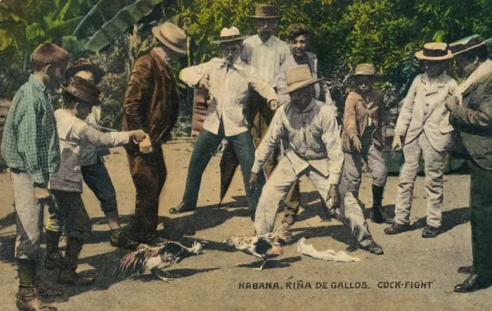 Framed Print : Habana. Rina de Gallos. Cock-fight, c. 1900s Framed Print : Habana. Rina de Gallos. Cock-fight, c. 1900s