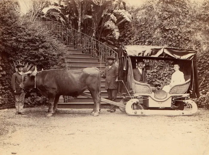 Framed Print : Hack Madeira, 1880s. Creator: Unknown Framed Print : Hack Madeira, 1880s. Creator: Unknown