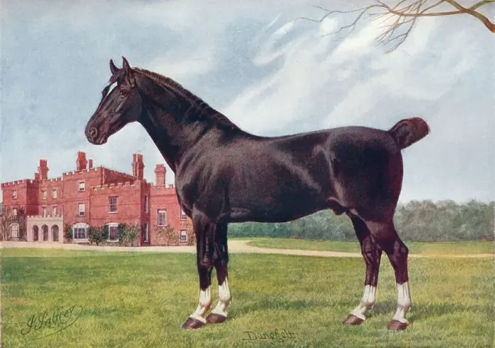 Framed Print : Hackney stallion Danegelt, c1905 (c1910). Artist: Henry Powell Palfrey Framed Print : Hackney stallion Danegelt, c1905 (c1910). Artist: Henry Powell Palfrey