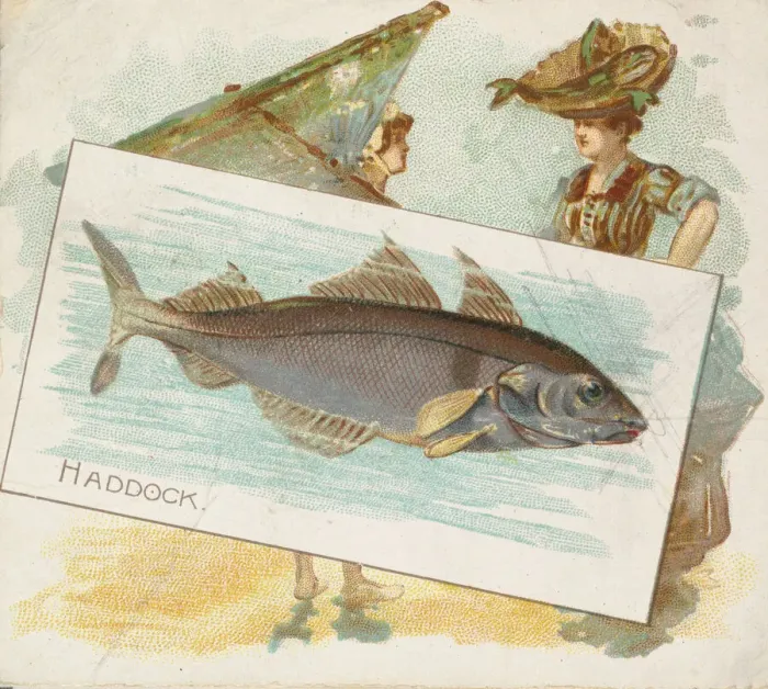 Framed Print : Haddock, from Fish from American Waters series (N39) for Allen & Ginter Cigarettes Framed Print : Haddock, from Fish from American Waters series (N39) for Allen & Ginter Cigarettes