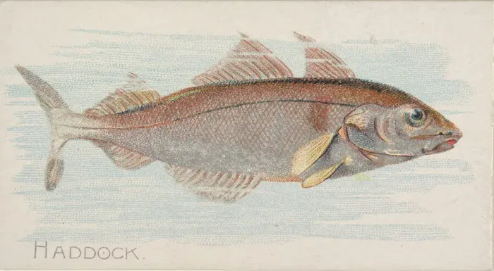 Framed Print : Haddock, from the Fish from American Waters series (N8) for Allen & Framed Print : Haddock, from the Fish from American Waters series (N8) for Allen &