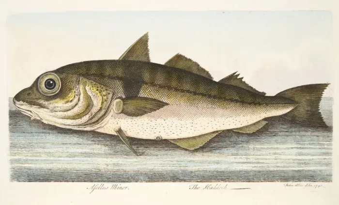 Framed Print : The Haddock, from A Treatise on Fish and Fish-ponds, pub. 1832 (hand coloured engraving) Framed Print : The Haddock, from A Treatise on Fish and Fish-ponds, pub. 1832 (hand coloured engraving)