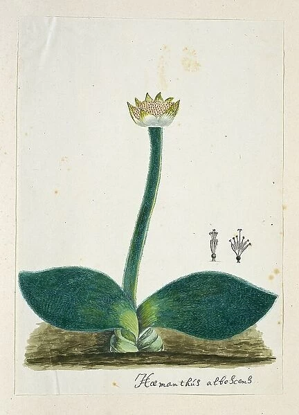 Haemanthus albiflos (Paintbrush), 1777-1786. Creator: Robert Jacob Gordon
