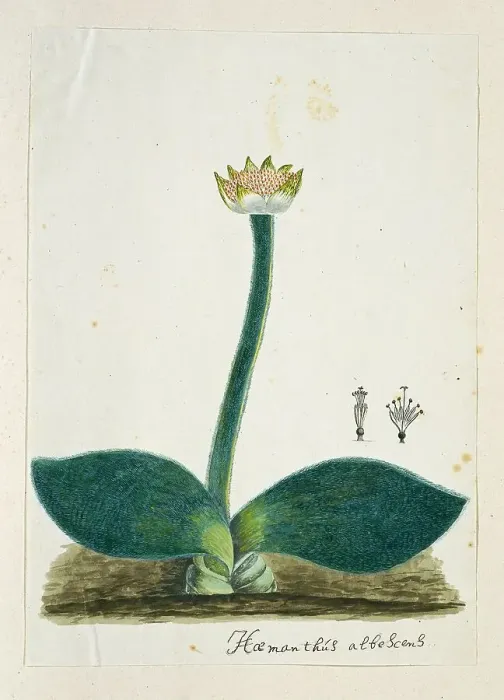 Framed Print : Haemanthus albiflos (Paintbrush), 1777-1786. Creator: Robert Jacob Gordon Framed Print : Haemanthus albiflos (Paintbrush), 1777-1786. Creator: Robert Jacob Gordon