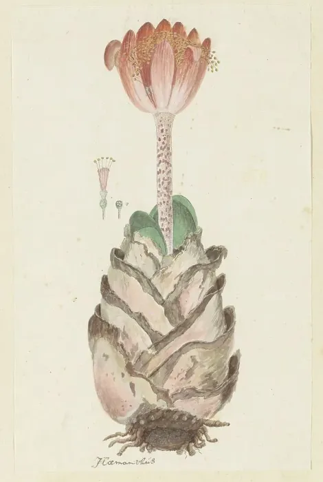 Framed Print : Haemanthus coccineus L. (Blood flower), 1777-1786. Creator: Robert Jacob Gordon Framed Print : Haemanthus coccineus L. (Blood flower), 1777-1786. Creator: Robert Jacob Gordon