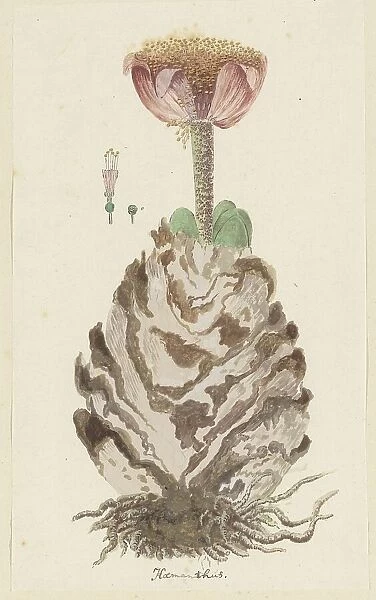 Haemanthus coccineus L. (Blood flower), 1777-1786. Creator: Robert Jacob Gordon