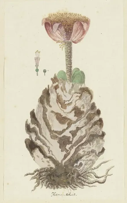 Framed Print : Haemanthus coccineus L. (Blood flower), 1777-1786. Creator: Robert Jacob Gordon Framed Print : Haemanthus coccineus L. (Blood flower), 1777-1786. Creator: Robert Jacob Gordon