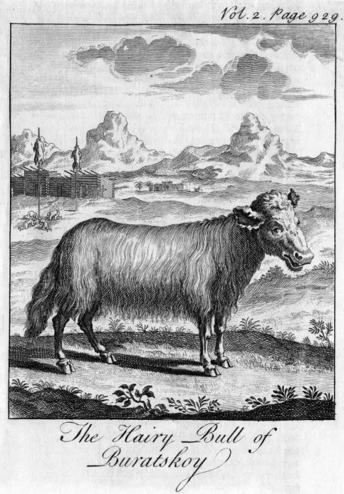 Framed Print : The Hairy Bull of Buratskoy, c18th century Framed Print : The Hairy Bull of Buratskoy, c18th century