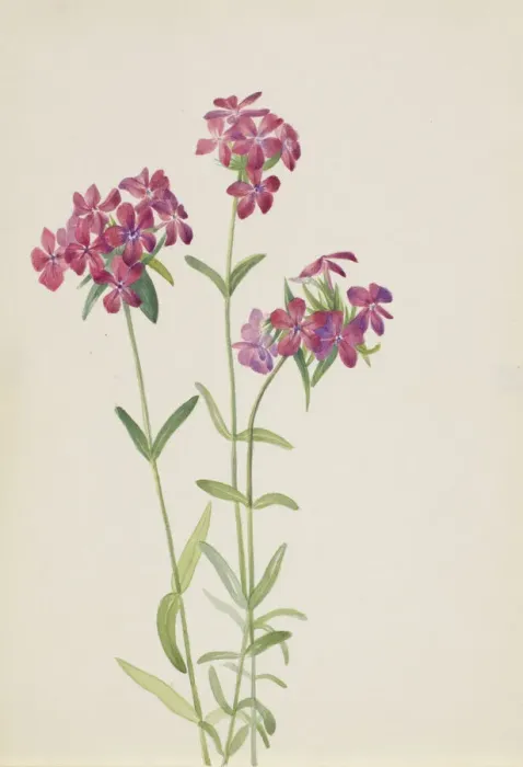 Framed Print : Hairy Phlox (Phlox amoena), ca. early 1930s. Creator: Mary Vaux Walcott Framed Print : Hairy Phlox (Phlox amoena), ca. early 1930s. Creator: Mary Vaux Walcott