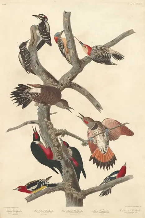 Framed Print : Hairy Woodpecker, 1838. Creator: Robert Havell Framed Print : Hairy Woodpecker, 1838. Creator: Robert Havell
