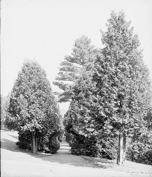 Half through the cedars, Fort William Henry Hotel, Lake George, N.Y. between 1900 and 1905. Creator: Unknown