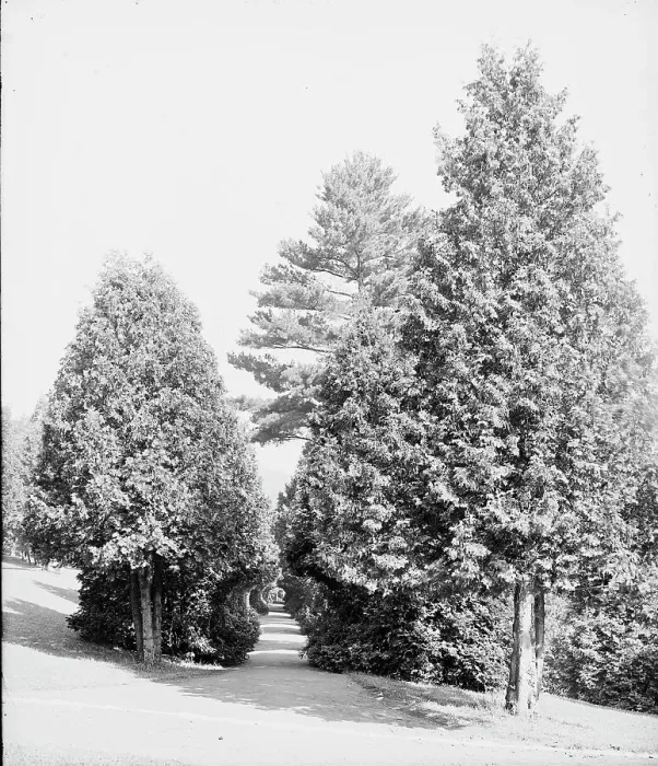 Framed Print : Half through the cedars, Fort William Henry Hotel, Lake George, N.Y. between 1900 and 1905. Creator: Unknown Framed Print : Half through the cedars, Fort William Henry Hotel, Lake George, N.Y. between 1900 and 1905. Creator: Unknown