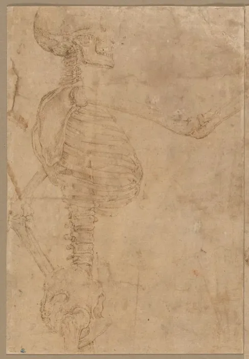 Framed Print : Half-Length Skeleton in Profile, early 1540s. Creator: Battista Franco (Italian, 1498?-1561) Framed Print : Half-Length Skeleton in Profile, early 1540s. Creator: Battista Franco (Italian, 1498?-1561)