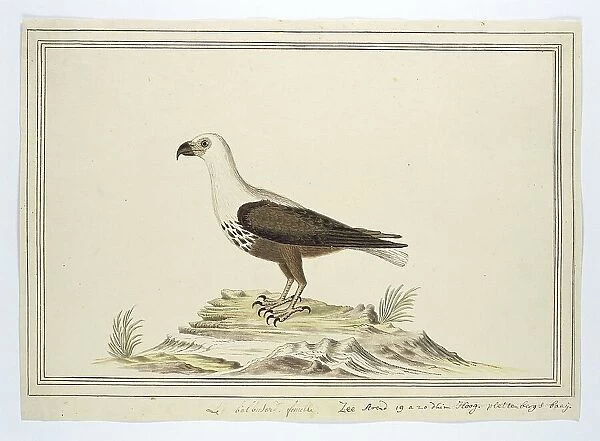 Haliaetus vocifer (African fish eagle), 1777-1786. Creator: Robert Jacob Gordon