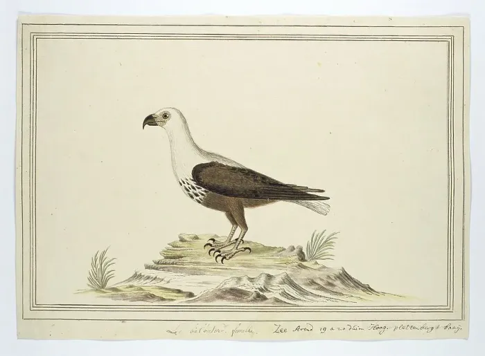 Framed Print : Haliaetus vocifer (African fish eagle), 1777-1786. Creator: Robert Jacob Gordon Framed Print : Haliaetus vocifer (African fish eagle), 1777-1786. Creator: Robert Jacob Gordon