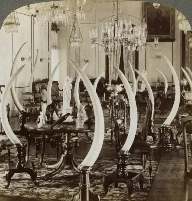 Framed Print : Hall of Tusks, in the home of Lady de Soysa, Bambalapitiya, Colombo, Ceylon, 1903. Artist: Underwood & Underwood Framed Print : Hall of Tusks, in the home of Lady de Soysa, Bambalapitiya, Colombo, Ceylon, 1903. Artist: Underwood & Underwood