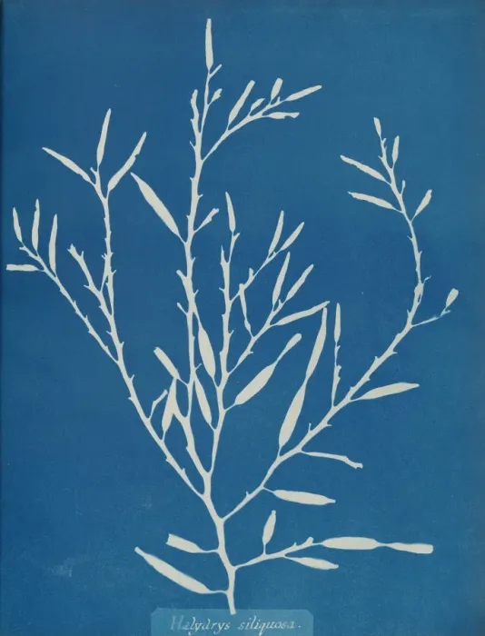Framed Print : Halydrys siliquosa, ca. 1853. Creator: Anna Atkins Framed Print : Halydrys siliquosa, ca. 1853. Creator: Anna Atkins