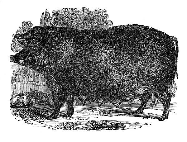 Hampshire sow, 1848
