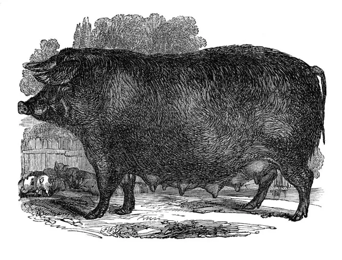 Framed Print : Hampshire sow, 1848 Framed Print : Hampshire sow, 1848
