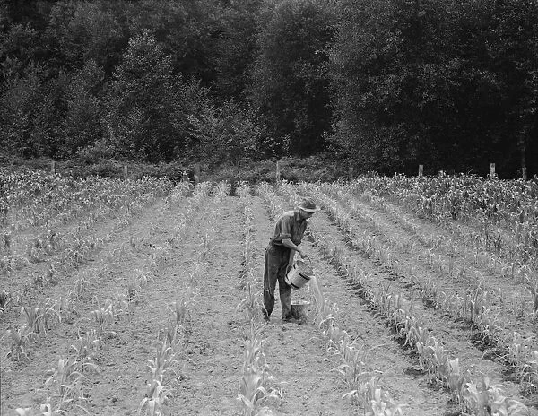 Hand irrigation on small rented subsistence farm, Grays Harbor County, Western Washington, 1939. Creator: Dorothea Lange
