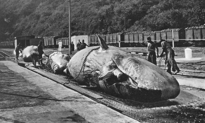 Framed Print : Handling whales at the Bluff, Durban, South Africa Framed Print : Handling whales at the Bluff, Durban, South Africa