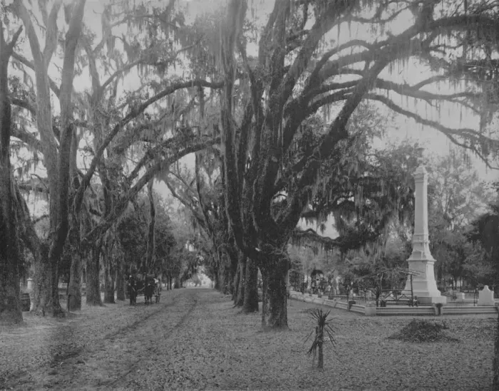 Framed Print : Hanging Moss on Live-Oak, Savannah, Georgia, c1897. Creator: Unknown