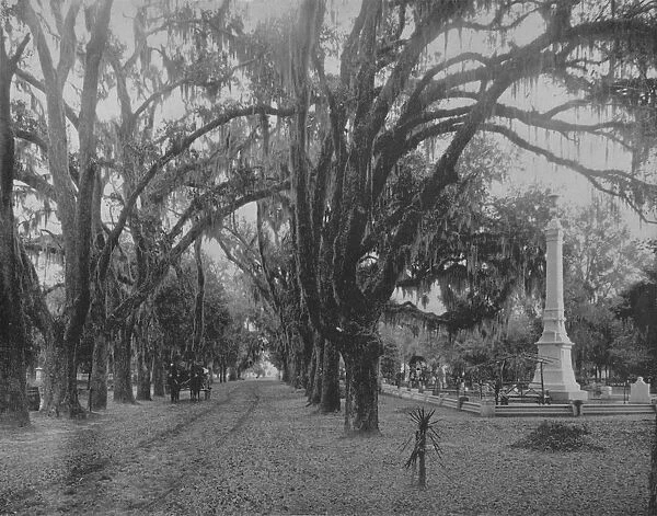 Hanging Moss on Live-Oak, Savannah, Georgia, c1897. Creator: Unknown