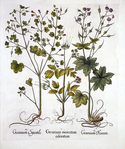 Hardy Geraniums, from Hortus Eystettensis, by Basil Besler (1561-1629), pub. 1613