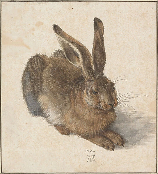 Hare, 1502. Artist: Durer, Albrecht (1471-1528)