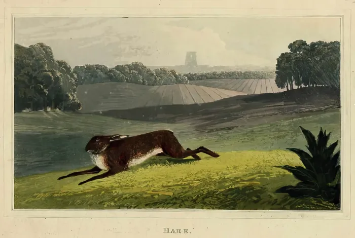 Framed Print : Hare, c1827. Creator: Newton Smith Limbird Fielding Framed Print : Hare, c1827. Creator: Newton Smith Limbird Fielding