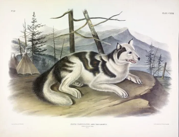 Framed Print : Hare-Indian Dog, Canis Familiaris, 1845 Framed Print : Hare-Indian Dog, Canis Familiaris, 1845