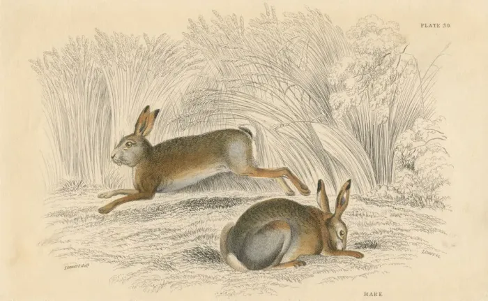 Framed Print : The Hare (Lepus europaeus), 1828
