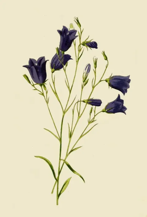 Framed Print : Harebell, 1877. Creator: Frederick Edward Hulme