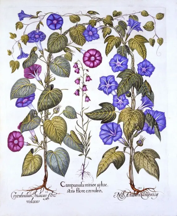 Framed Print : Harebell and Convovulus, from Hortus Eystettensis, by Basil Besler (1561-1629), pub Framed Print : Harebell and Convovulus, from Hortus Eystettensis, by Basil Besler (1561-1629), pub