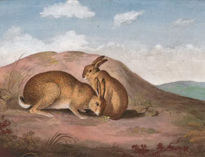 Framed Print : Two Hares: On a Hillside, ca. 1805. Creator: Unknown Framed Print : Two Hares: On a Hillside, ca. 1805. Creator: Unknown