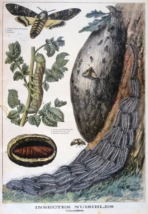Framed Print : Harmful crepuscular insects, 1897. Artist: F Meaulle Framed Print : Harmful crepuscular insects, 1897. Artist: F Meaulle