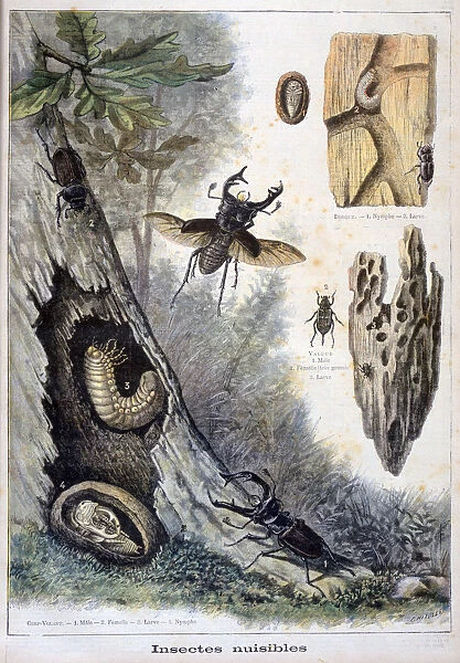 Harmful insects, 1897. Artist: F Meaulle