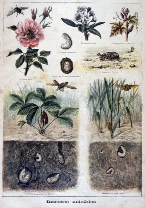 Framed Print : Harmful insects, 1897. Artist: F Meaulle Framed Print : Harmful insects, 1897. Artist: F Meaulle
