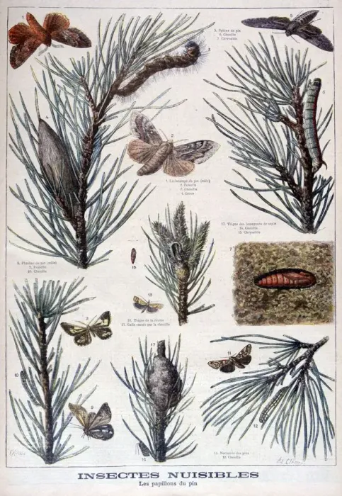 Framed Print : Harmful insects: butterflies and moths that damage pine trees, 1897. Artist: A Clement Framed Print : Harmful insects: butterflies and moths that damage pine trees, 1897. Artist: A Clement