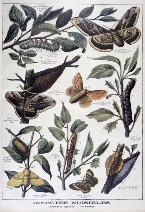 Framed Print : Harmful insects: caterpillars, butterflies and moths, 1897. Artist: F Meaulle Framed Print : Harmful insects: caterpillars, butterflies and moths, 1897. Artist: F Meaulle