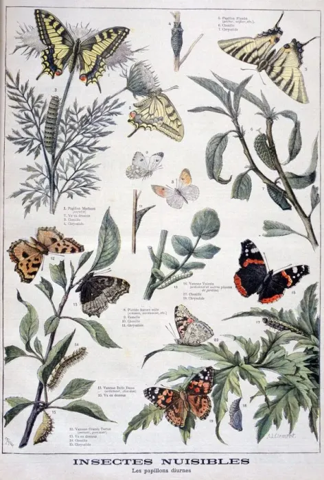 Framed Print : Harmful insects: daylight butterflies, 1897. Artist: F Meaulle Framed Print : Harmful insects: daylight butterflies, 1897. Artist: F Meaulle