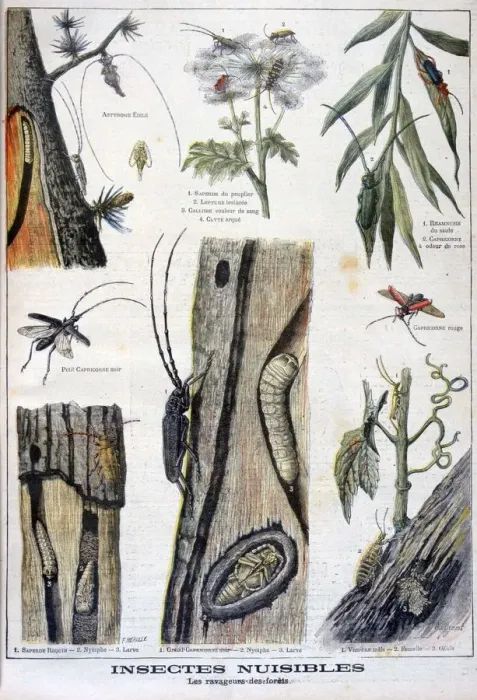 Framed Print : Harmful insects that are destructive to forests, 1897. Artist: A Clement Framed Print : Harmful insects that are destructive to forests, 1897. Artist: A Clement