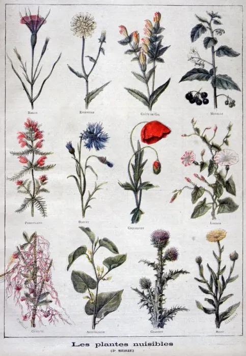 Framed Print : Harmful plants, 1897. Artist: F Meaulle