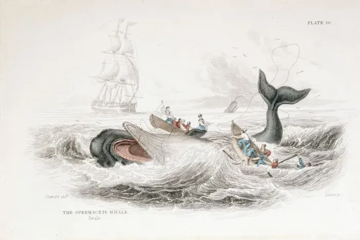 Framed Print : Harpooning a Sperm Whale, 1837. Artist: William Jardine Framed Print : Harpooning a Sperm Whale, 1837. Artist: William Jardine