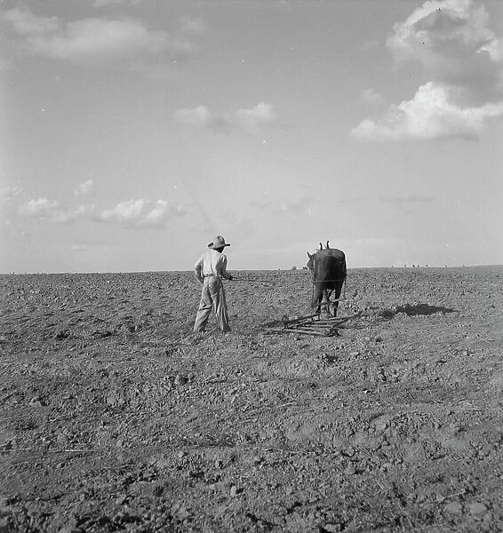 Harrowing, West Texas, 1937. Creator: Dorothea Lange
