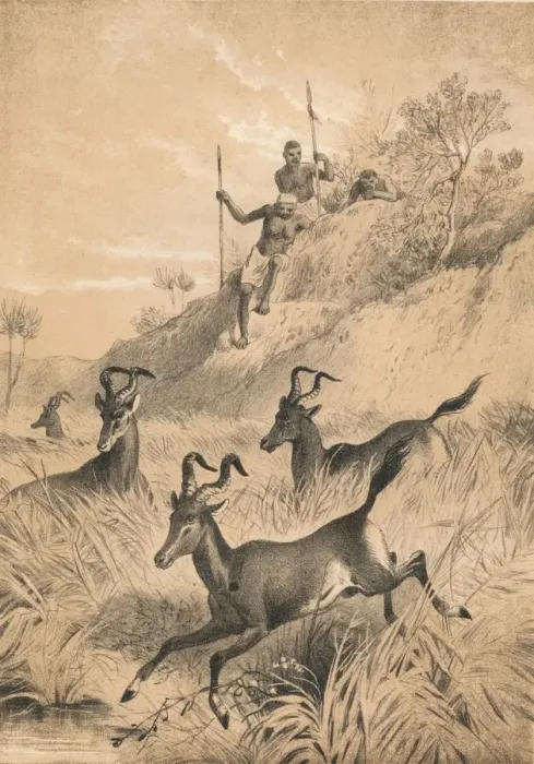 Framed Print : The Hartebeest, c1880 Framed Print : The Hartebeest, c1880