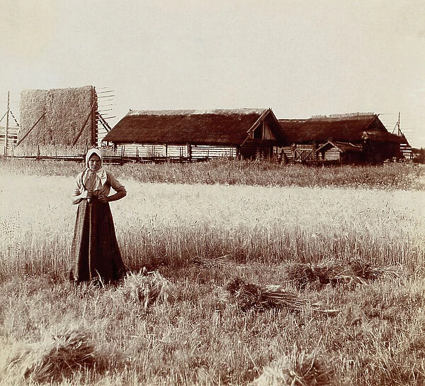 At harvest. Near the village of Byche, 1912. Creator: Sergey Mikhaylovich Prokudin-Gorsky