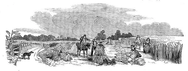 Harvest Operations - Reaping, 1858. Creator: Unknown